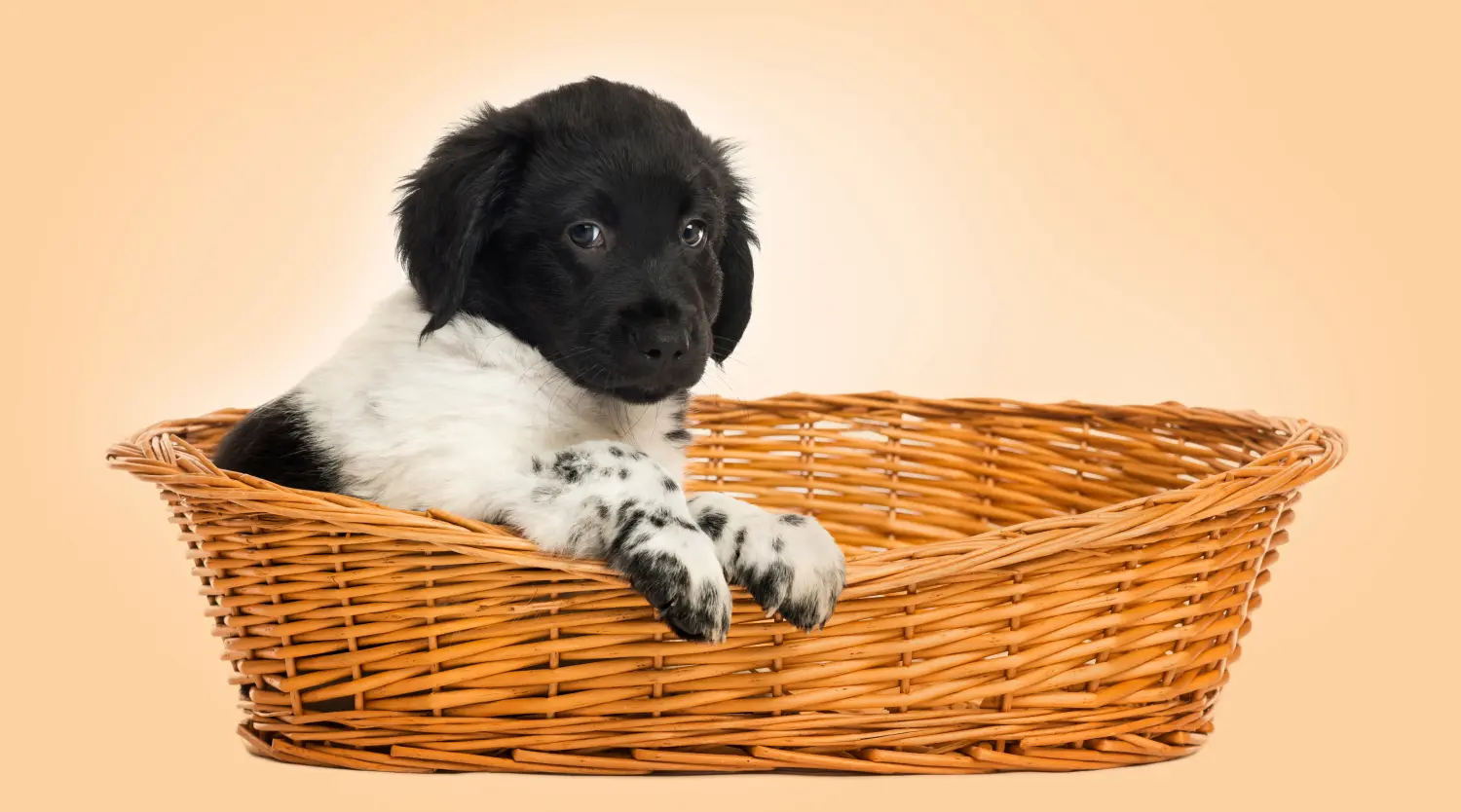 Acquistare un cucciolo di Stabij significa assumersi delle responsabilità! Acquistare cuccioli di Stabij.