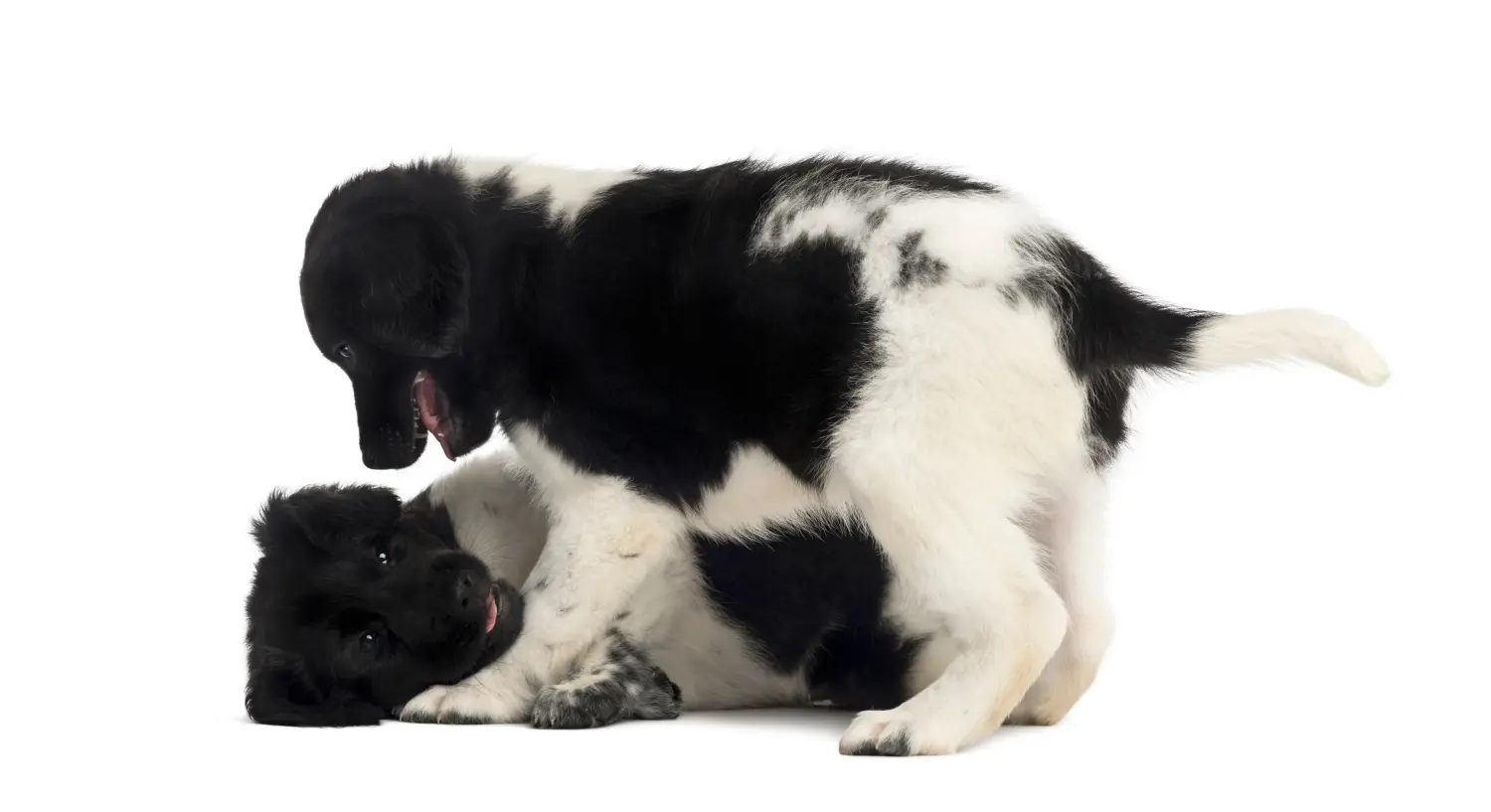 Acquistare un cucciolo di Stabij significa assumersi delle responsabilità! Acquistare cuccioli di Stabij.