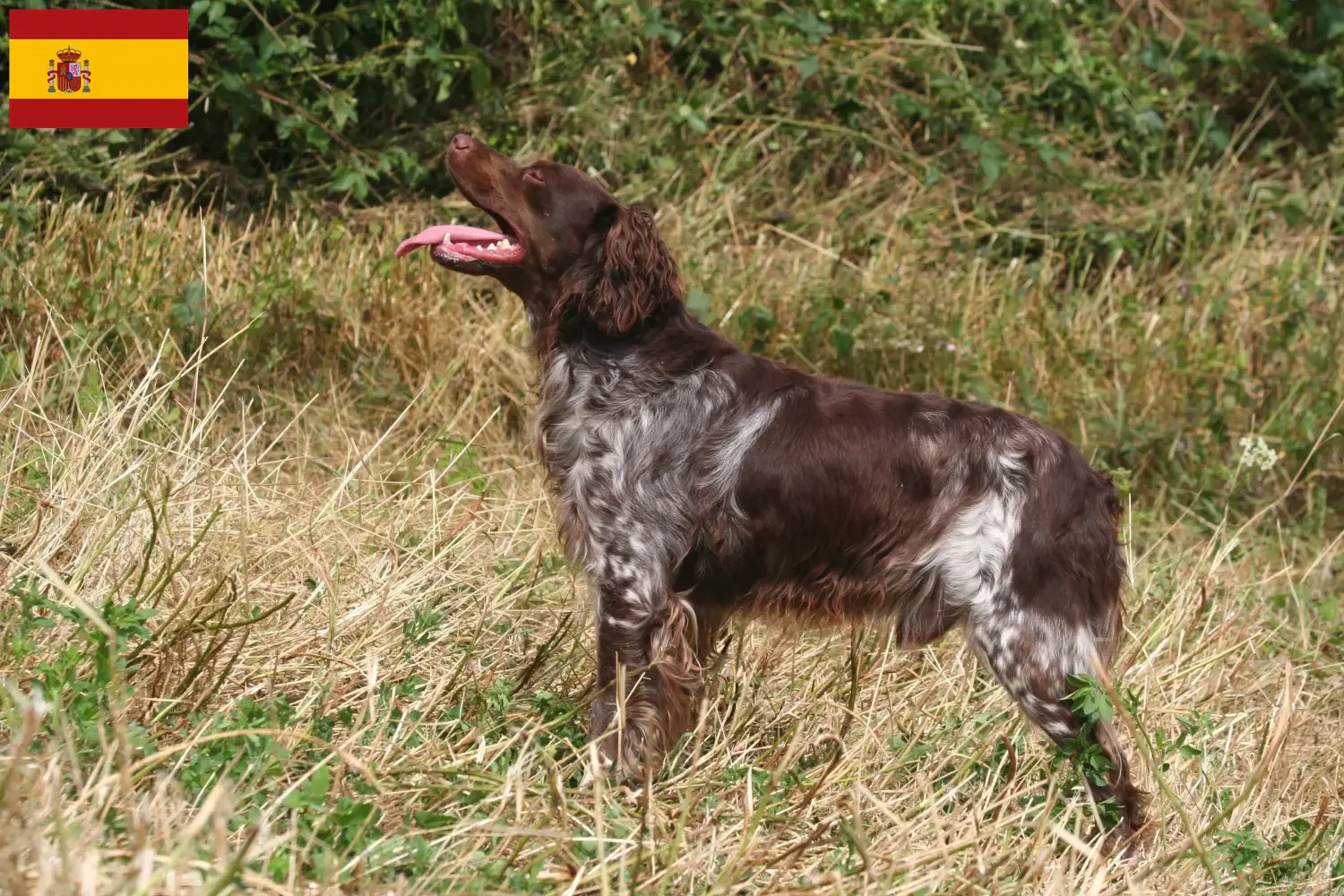 Scopri di più sull'articolo Allevatori di Epagneul Breton e cuccioli in Spagna
