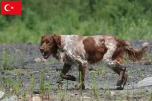 Scopri di più sull'articolo Allevatori di Epagneul Breton e cuccioli in Turchia