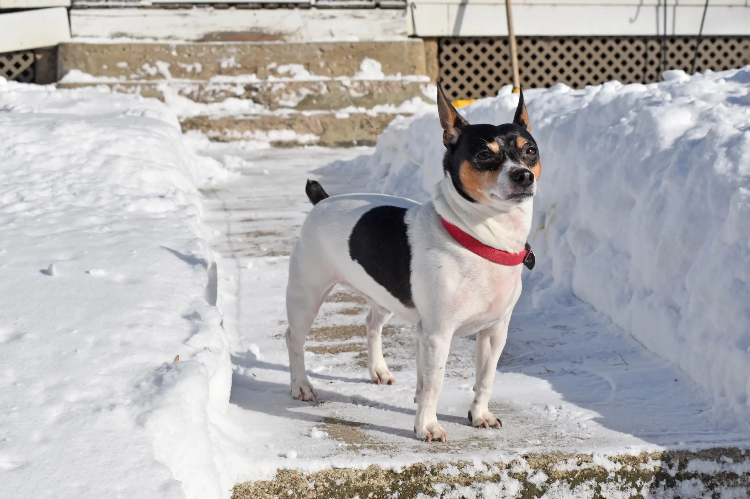Scopri di più sull'articolo Allevatore di Teddy Roosevelt Terrier