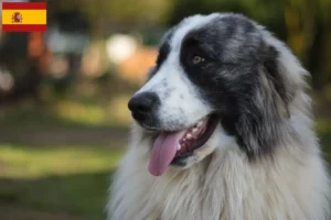 Scopri di più sull'articolo Allevatori di Mastín del Pirineo e cuccioli in Spagna