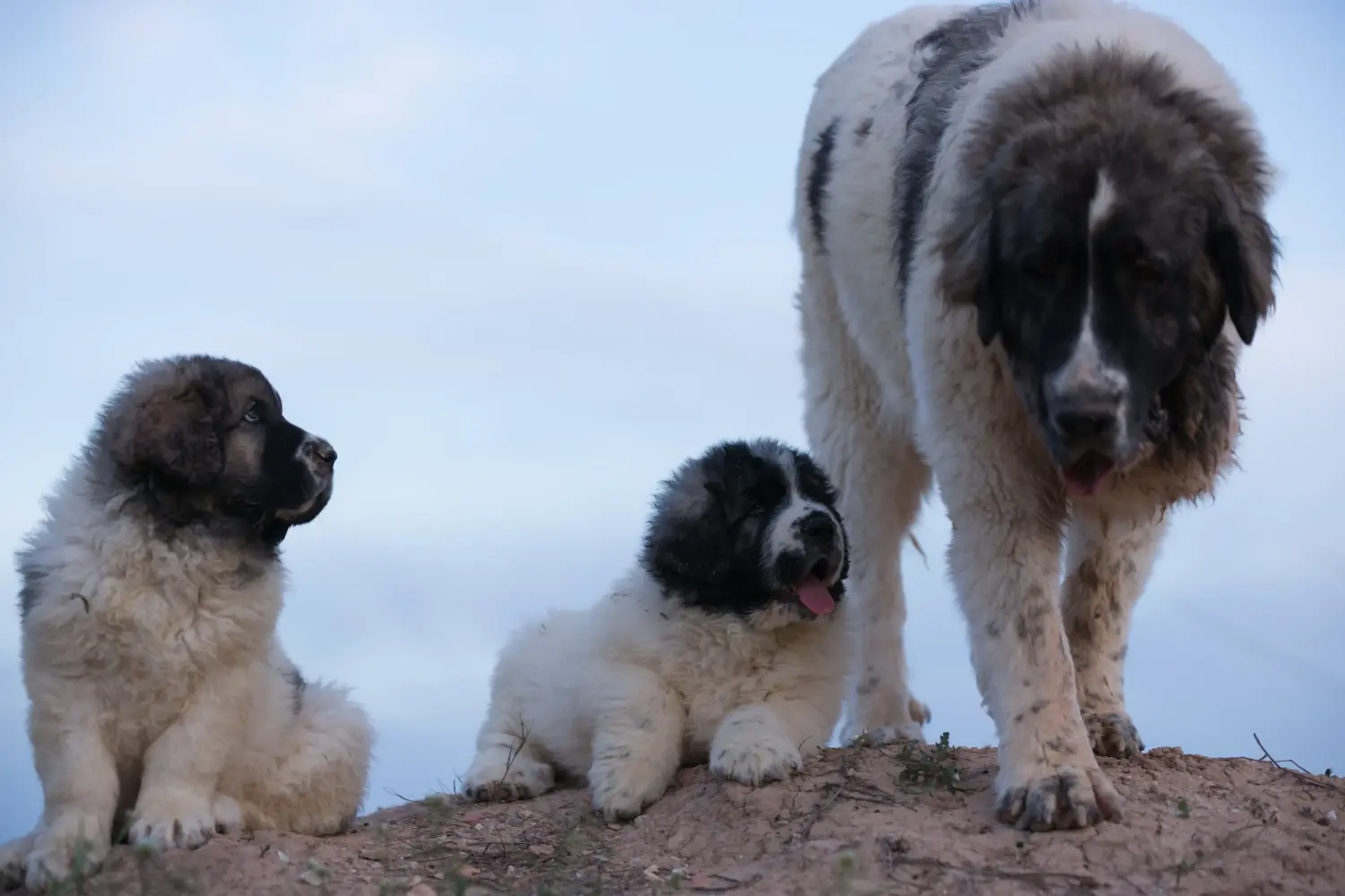 Acquistare un cucciolo di Mastín del Pirineo significa assumersi una responsabilità! Acquistare cuccioli di Mastín del Pirineo.