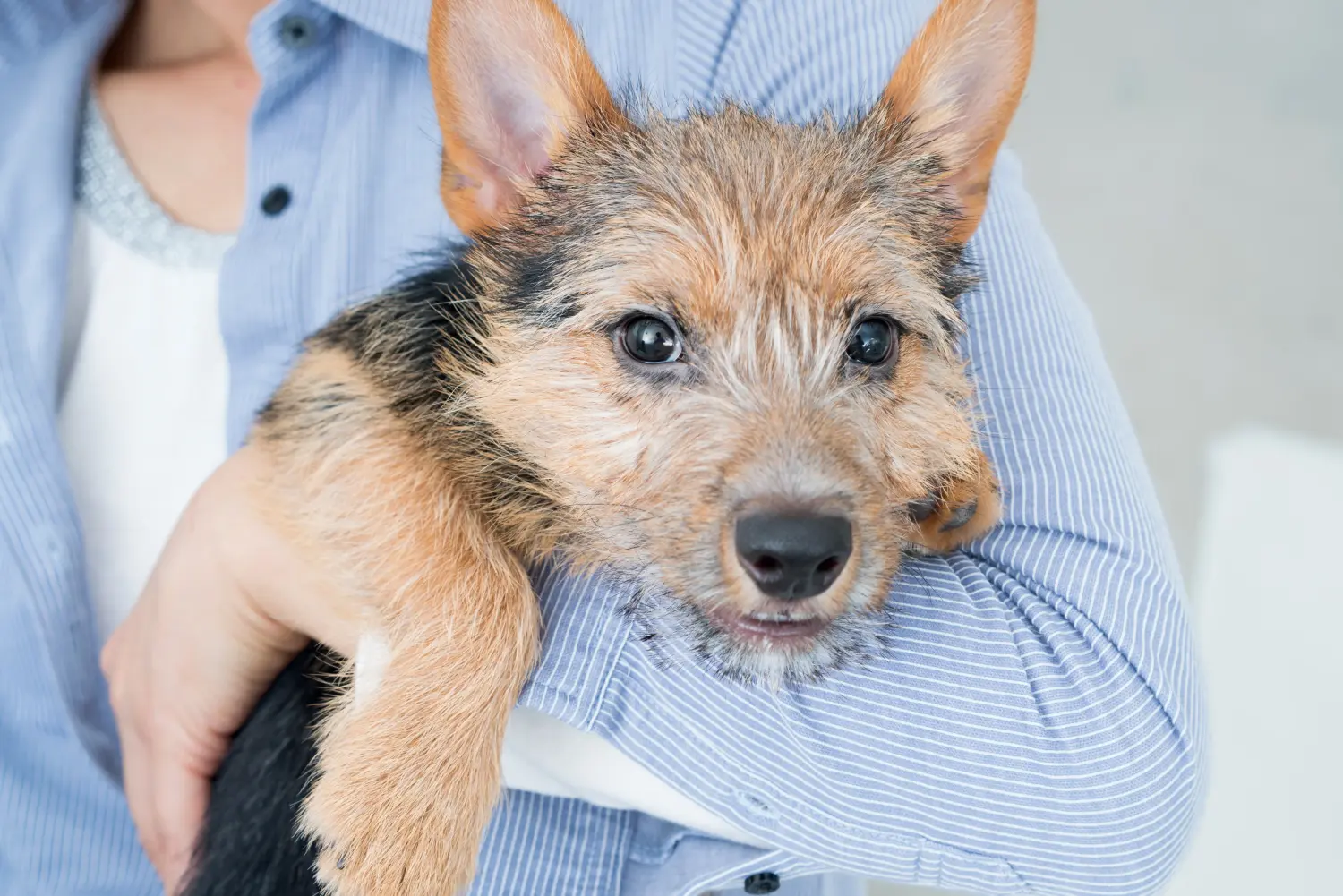 Acquistare un cucciolo di Norwich Terrier significa assumersi delle responsabilità! Comprare cuccioli di Norwich Terrier.