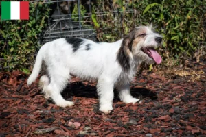 Scopri di più sull'articolo Allevatori e cuccioli di Petit Basset Griffon Vendéen in Italia