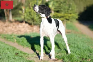 Scopri di più sull'articolo Allevatori e cuccioli di Pointer inglese in Marocco