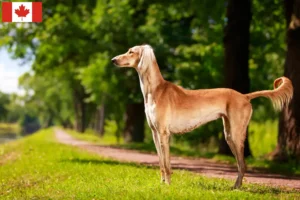 Scopri di più sull'articolo Allevatori di Saluki e cuccioli in Canada