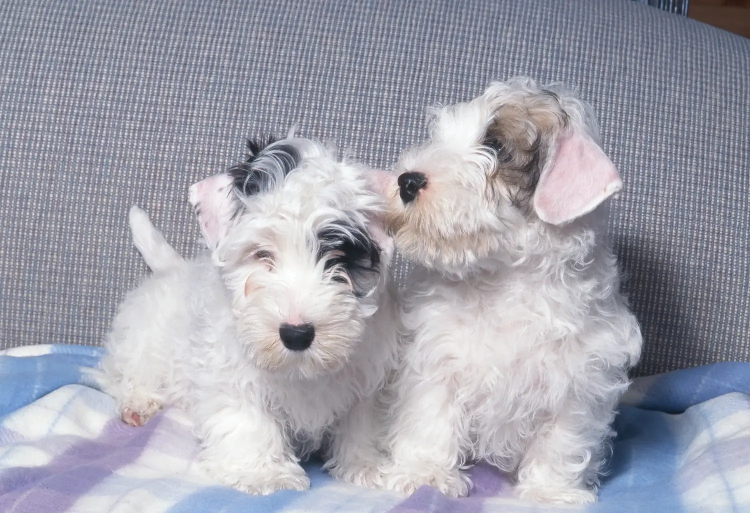 Acquistare un cucciolo di Sealyham Terrier significa assumersi delle responsabilità! Comprare cuccioli di Sealyham Terrier.