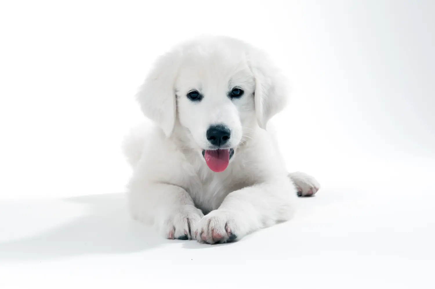 Acquistare un cucciolo di Slovensky Cuvac significa assumersi una responsabilità! Comprare cuccioli Slovensky Cuvac.
