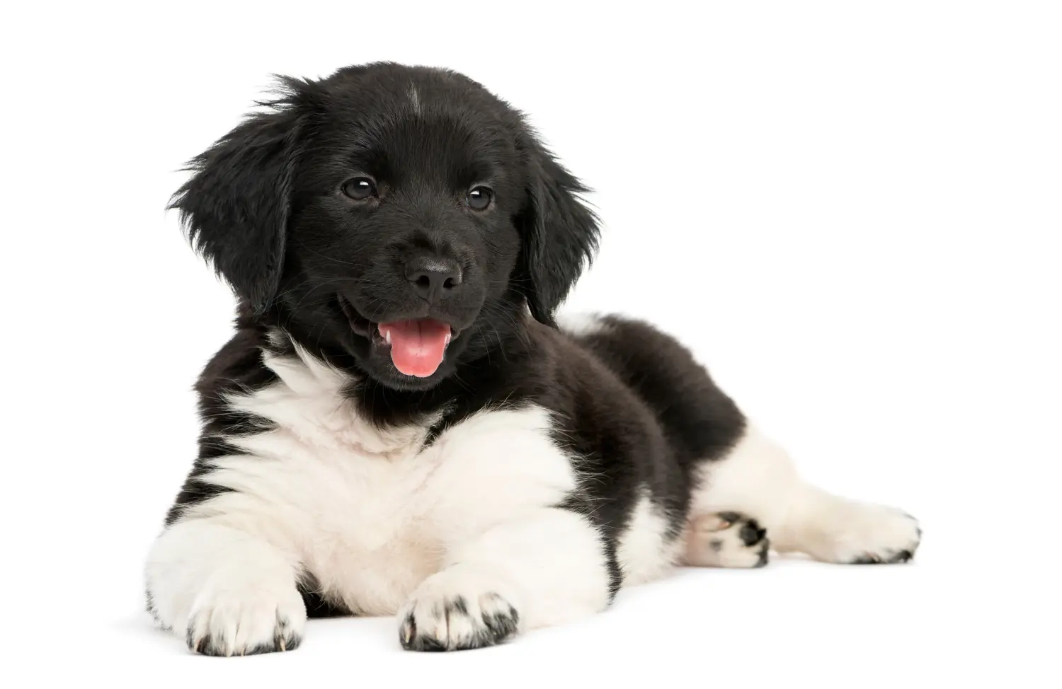 Acquistare un cucciolo di Stabij significa assumersi delle responsabilità! Acquistare cuccioli di Stabij.