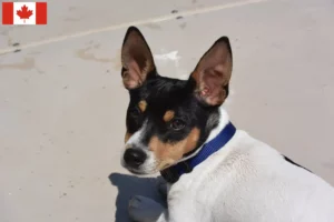 Scopri di più sull'articolo Allevatori di Teddy Roosevelt Terrier e cuccioli in Canada