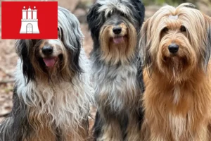 Scopri di più sull'articolo Allevatori e cuccioli di Wäller ad Amburgo