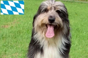 Scopri di più sull'articolo Allevatori e cuccioli di Wäller in Baviera