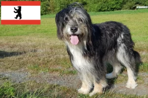 Scopri di più sull'articolo Allevatori e cuccioli di Wäller a Berlino
