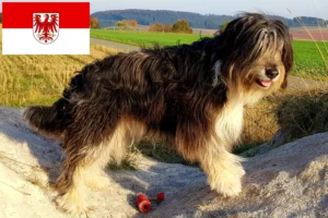 Scopri di più sull'articolo Allevatori di Wäller e cuccioli in Brandeburgo