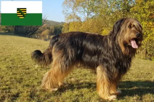 Scopri di più sull'articolo Allevatori e cuccioli di Wäller in Sassonia