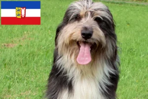 Scopri di più sull'articolo Allevatori di Wäller e cuccioli in Schleswig-Holstein