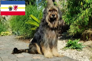 Scopri di più sull'articolo Allevatori e cuccioli di Wäller in Meclemburgo-Pomerania Anteriore