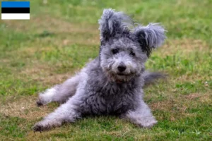 Scopri di più sull'articolo Allevatori di Pumi e cuccioli in Estonia