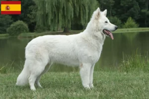 Scopri di più sull'articolo Allevatore di cani da pastore svizzero bianco e cuccioli in Spagna