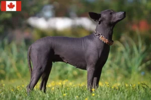 Scopri di più sull'articolo Allevatori di Xolo e cuccioli in Canada