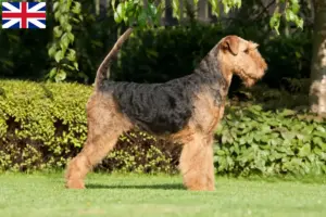 Scopri di più sull'articolo Allevatori e cuccioli di Airedale Terrier in Gran Bretagna