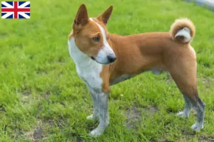 Scopri di più sull'articolo Allevatori di Basenji e cuccioli in Gran Bretagna