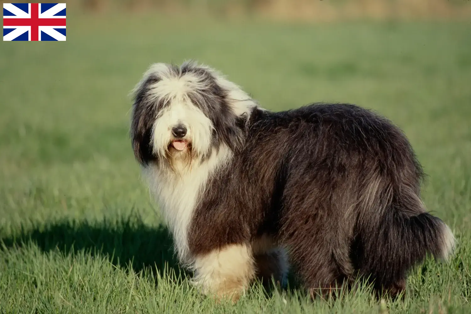 Scopri di più sull'articolo Allevatori di Collie Barbuto e cuccioli in Gran Bretagna