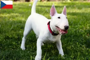 Scopri di più sull'articolo Allevatori di Bull Terrier in miniatura e cuccioli in Repubblica Ceca