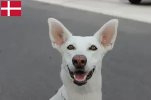 Scopri di più sull'articolo Canaan Allevatore di cani e cuccioli in Danimarca