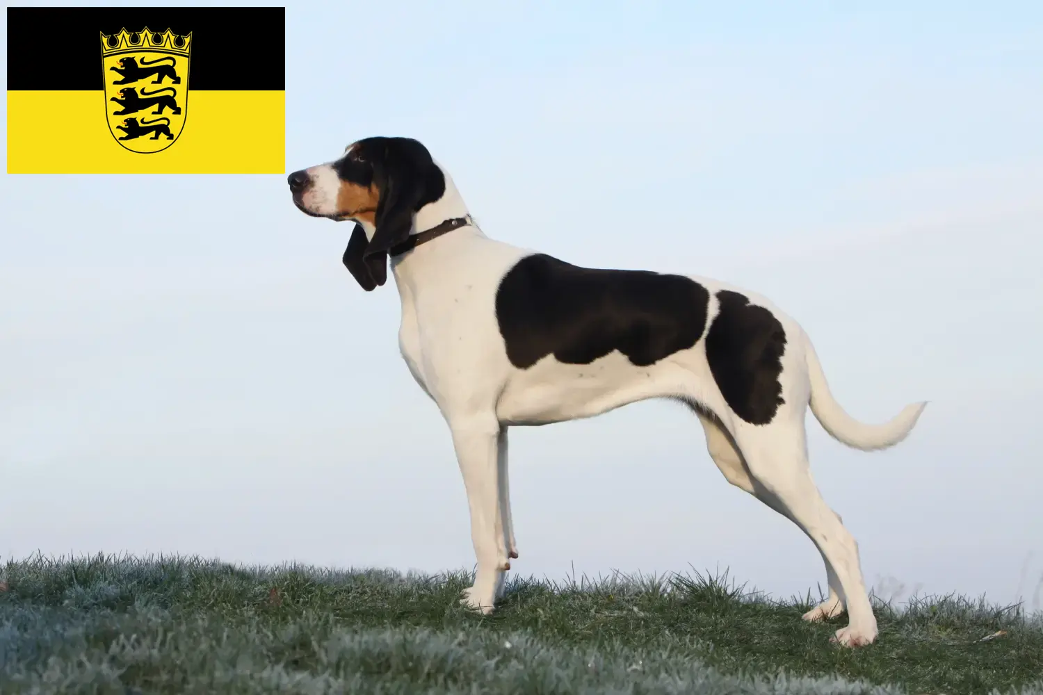 Scopri di più sull'articolo Allevatori di cani da caccia svizzeri e cuccioli in Baden-Württemberg
