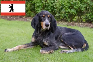 Scopri di più sull'articolo Allevatori di cani da caccia e cuccioli a Berlino