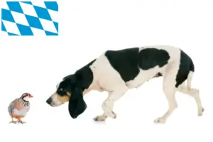 Scopri di più sull'articolo Allevatori di cani da caccia e cuccioli in Baviera