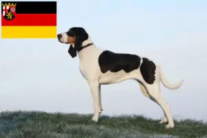 Scopri di più sull'articolo Allevatori di cani da caccia svizzeri e cuccioli in Renania-Palatinato