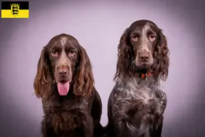 Scopri di più sull'articolo Allevatori di cani da guardia tedeschi e cuccioli nel Baden-Württemberg