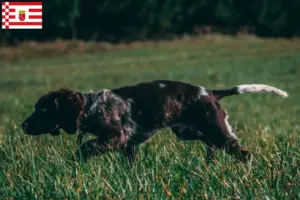 Scopri di più sull'articolo Allevatori di cani da guardia tedeschi e cuccioli a Brema