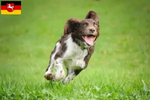 Scopri di più sull'articolo Allevatori di cani da guardia e cuccioli in Bassa Sassonia