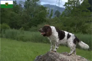 Scopri di più sull'articolo Allevatori di cani da guardia tedeschi e cuccioli in Sassonia
