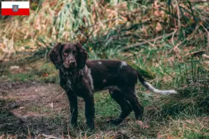 Scopri di più sull'articolo Allevatori di cani da guardia tedeschi e cuccioli in Turingia