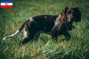 Scopri di più sull'articolo Allevatori di cani da guardia tedeschi e cuccioli in Schleswig-Holstein