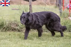 Scopri di più sull'articolo Allevatori di cani da pastore belga e cuccioli nel Regno Unito