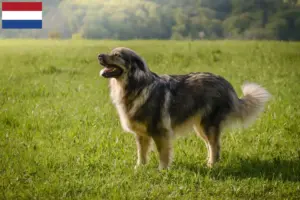 Scopri di più sull'articolo Allevatori di cani da pastore del Carso e cuccioli in Olanda