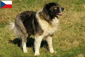 Scopri di più sull'articolo Allevatore di cani da pastore del Caucaso e cuccioli in Repubblica Ceca