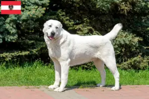 Scopri di più sull'articolo Allevatori di cani da pastore dell’Asia centrale e cuccioli in Austria