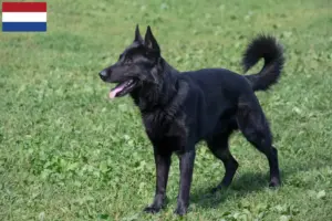 Scopri di più sull'articolo Allevatore di cani da pastore dell’Europa orientale e cuccioli nei Paesi Bassi
