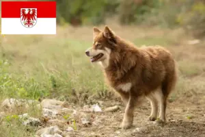 Scopri di più sull'articolo Allevatore di cani da renna lappone e cuccioli in Brandeburgo