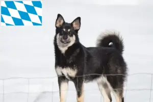 Scopri di più sull'articolo Allevatori di cani da renna lapponi e cuccioli in Baviera