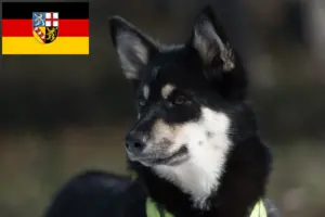 Scopri di più sull'articolo Allevatore di cani da renna lappone e cuccioli in Saarland