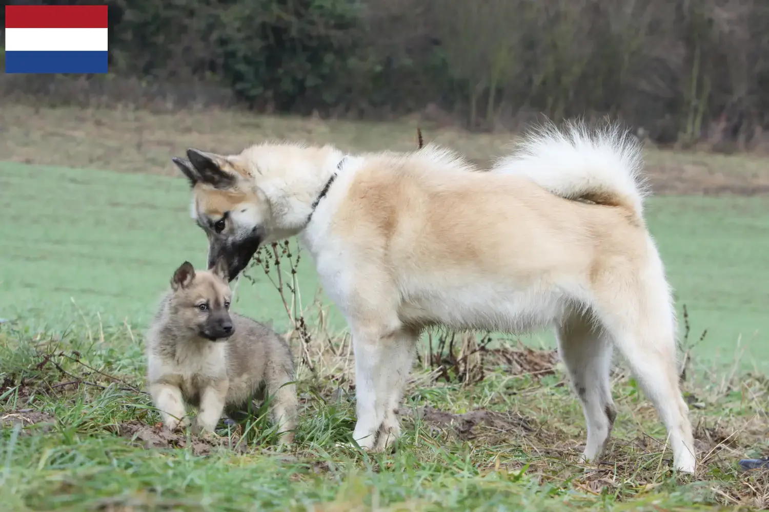 Cuccioli di cani Groenlandia e allevatori Paesi Bassi Trova gli allevatori di cani Greenland in Olanda.