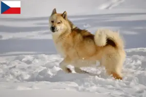Scopri di più sull'articolo Allevatori di cani Groenlandia e cuccioli in Repubblica Ceca
